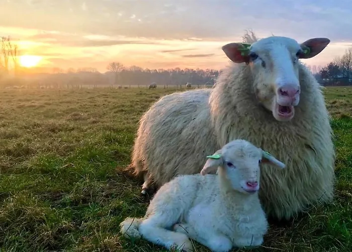 2 Bedroom Awesome In Loon Op Holiday home Loon op Zand